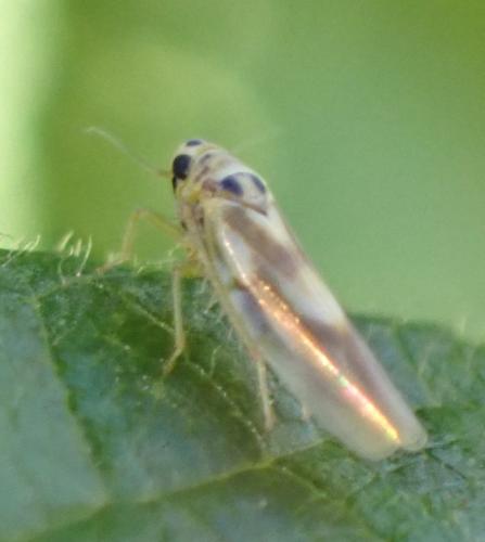 Arboridia sp.